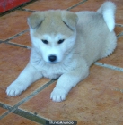 Camada Akita Inu, increibles ¡Bonitos! - mejor precio | unprecio.es