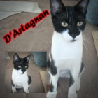 D'Artagnan. Gatito pequeño y cariñoso busca hogar. - mejor precio | unprecio.es