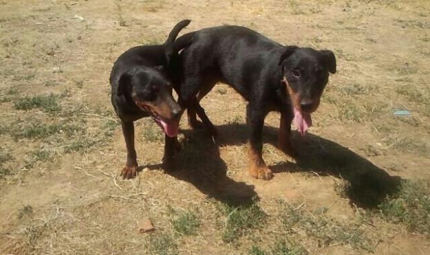 Camada Jagd terrier líneas serbias