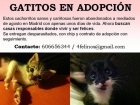 Gatitos en adopción (madrid) - mejor precio | unprecio.es