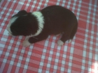 Cachorros Border Collie - mejor precio | unprecio.es