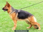 CACHORROS  de  PASTOR  ALEMÁN - mejor precio | unprecio.es