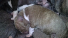 Cachorros PITBULL a 100 € - mejor precio | unprecio.es