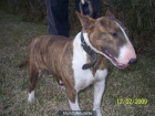 camada de bullterrier - mejor precio | unprecio.es