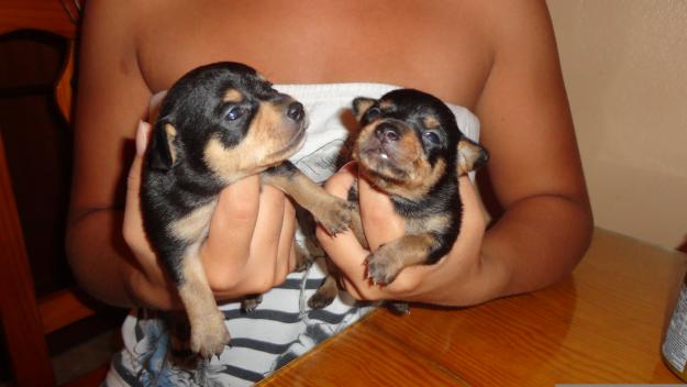 chihuahua