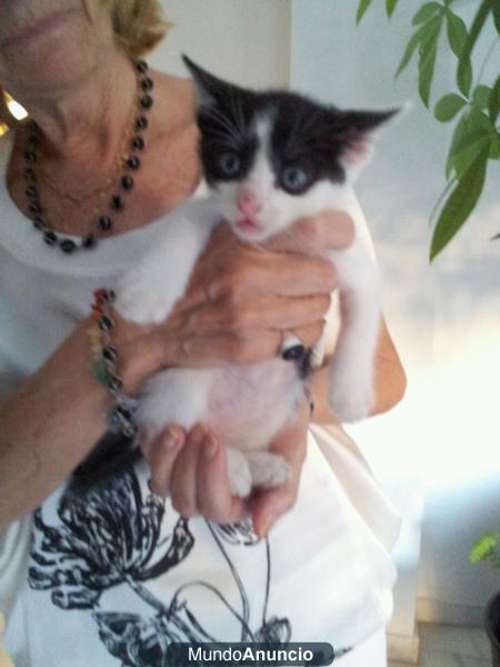 GATITO ABANDONADO BUSCA FAMILIA