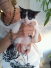 GATITO ABANDONADO BUSCA FAMILIA - mejor precio | unprecio.es