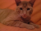 Regalo gato - mejor precio | unprecio.es