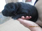 Se regalan preciosos cachorros - mejor precio | unprecio.es