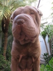 shar-pei mexico - mejor precio | unprecio.es