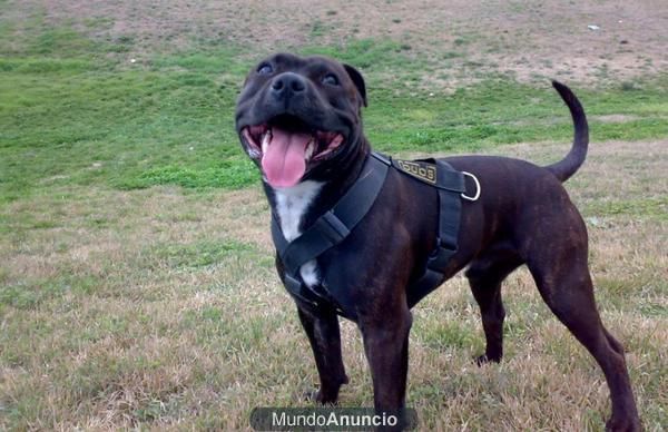 Staffordshire Bull Terrier busca novia