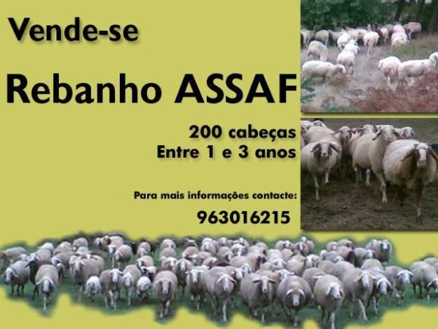Vende-se Rebanho Assaf