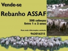 Vende-se Rebanho Assaf - mejor precio | unprecio.es