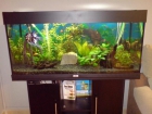 VENDO ACUARIO JUWEL 180L CON TODO. - mejor precio | unprecio.es