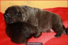 vendo bulldog frances - mejor precio | unprecio.es