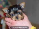 Yorkshire terrier , superminiatura, con muy buen pedigree - mejor precio | unprecio.es