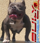 american bully xtrem pocket - mejor precio | unprecio.es