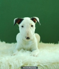 Bullterrier con 2 meses machos y hembras disponibles - mejor precio | unprecio.es