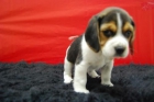 cachorrines de beagle!! disponibles machos y hembras de 2mesecines - mejor precio | unprecio.es