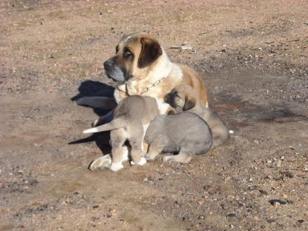 Cachorros de mastín español