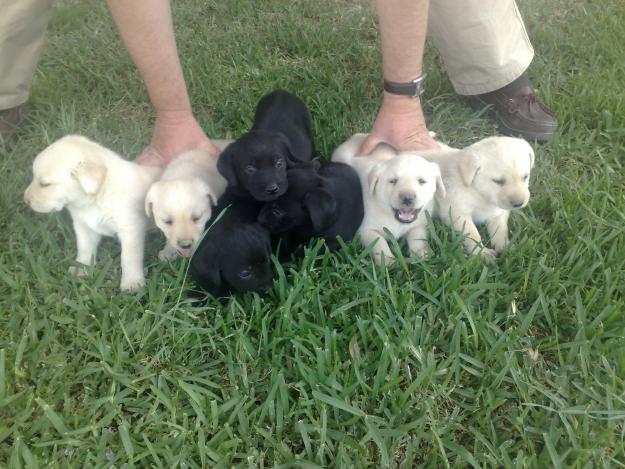 Se venden cachorros de labradores negros y dorados.