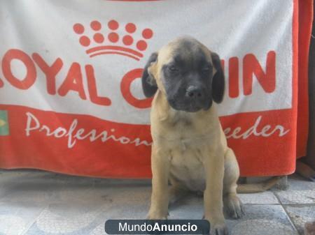 Belíssimos filhotes de MASTIFF INGLÊS