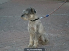 ---ATHOS---4 años---SCHNAUZER SAL Y PIMIENTA - mejor precio | unprecio.es