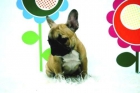 BULL DOG FRANCES -_-_- HEMBRAS Y MACHOS _-_-_- HA UN PRECIO DE ESCANDALO - mejor precio | unprecio.es