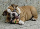 BULLDOG INGLÉS - mejor precio | unprecio.es