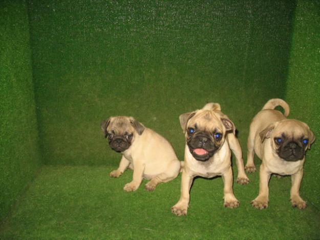 CARLINOS DE 2 MESES, 390 euros