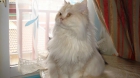 GATO PERSA BLANCO DESAPARECIDO. NECESITA CIUDADOS. URGENTE!! - mejor precio | unprecio.es