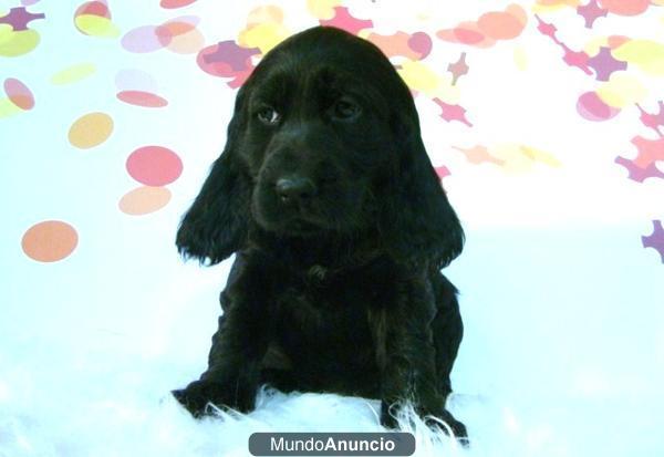 NUEVA CAMADA DE COCKER SPANIEL