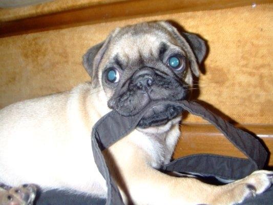vendo carlino cachorro