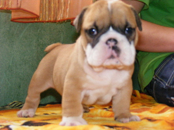cachorros de Bulldog Inglés