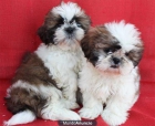 Shih-tzu pequeños cachorros en venta - mejor precio | unprecio.es