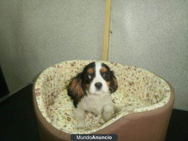 CAVALIER PEQUEÑITA