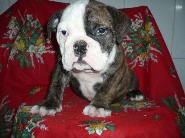 BULL DOG INGLES impresionante morfologia