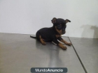 CACHORROS MINI PINCHER - mejor precio | unprecio.es
