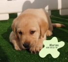 camada de Labrador, muy buen precio - mejor precio | unprecio.es