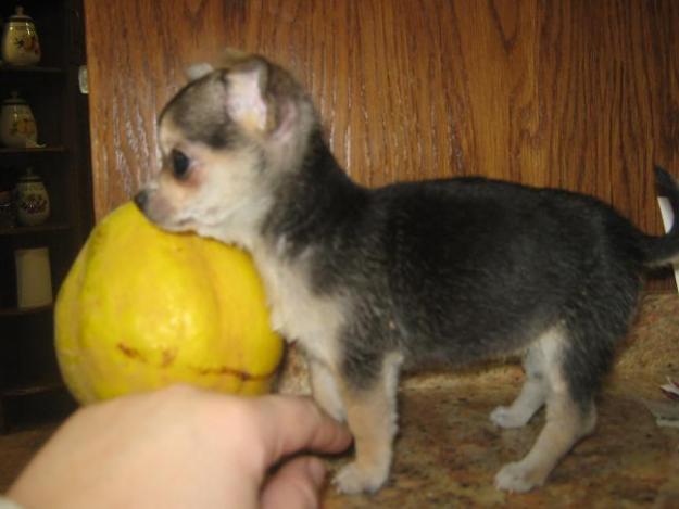 Chihuahua mini mini con sangre azul