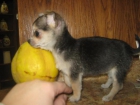 Chihuahua mini mini con sangre azul - mejor precio | unprecio.es