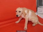 Estupendo Labrador, al mejor precio - mejor precio | unprecio.es