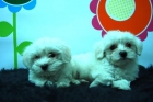 Liquidacion de perritos BICHON MALTES _ WWW.ANIMALFLOWER.COM _ CACHORRITO - mejor precio | unprecio.es