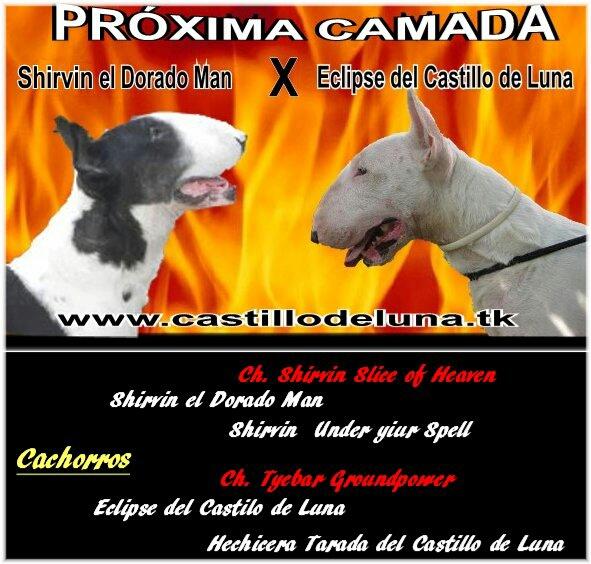 Magnifico bull terrier macho