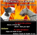 Magnifico bull terrier macho - mejor precio | unprecio.es