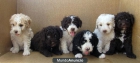 PERROS DE AGUAS 180€ - mejor precio | unprecio.es