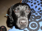 se regala perro - mejor precio | unprecio.es
