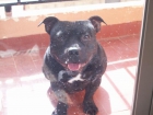 Staffordshire bull terrier magnifico para monta - mejor precio | unprecio.es