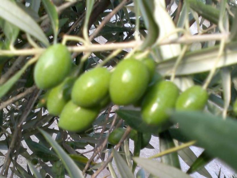 Finca en plena producción en Cortijos Nuevos