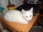 --- GATITOS, miau, GATITOS, miau, GATITOS (II) -- - mejor precio | unprecio.es
